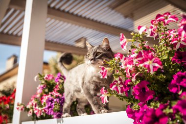 Norveçli orman kedi