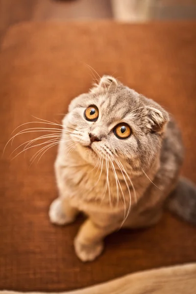 Bardzo zabawny kotek Scottish Fold — Zdjęcie stockowe