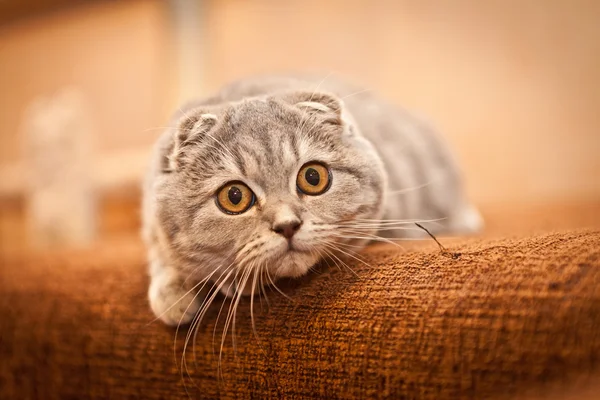 Очень смешной шотландский котенок Fold — стоковое фото