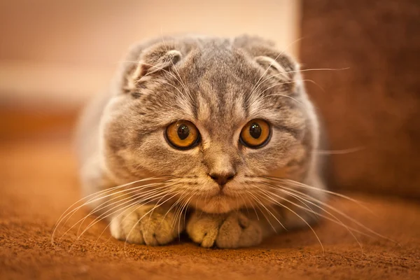 Very funny Scottish Fold kitten — Stock Photo, Image