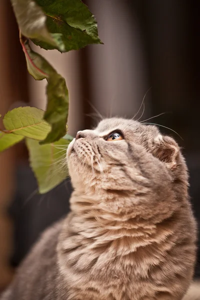Mycket rolig Scottish Fold kattunge — Stockfoto