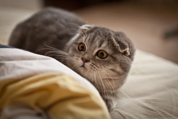 Muito engraçado Scottish Fold gatinho — Fotografia de Stock