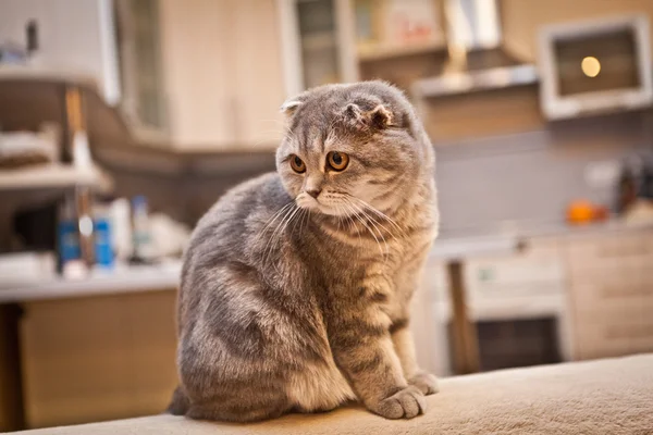 Muy divertido escocés doblar gatito — Foto de Stock