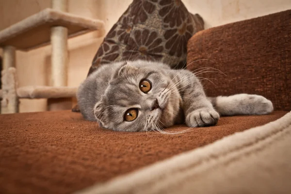 Bonito escocês dobra cinza gato — Fotografia de Stock