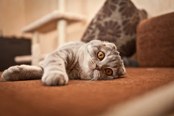 Niedliche schottische Falte graue Katze — Stockfoto