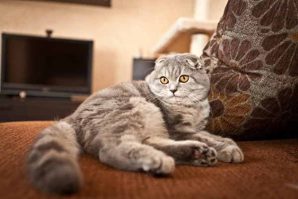 Lindo escocés Fold gato gris — Foto de Stock