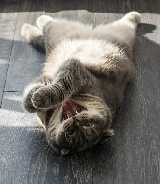 かわいいスコティッシュフォールド灰色猫 — ストック写真