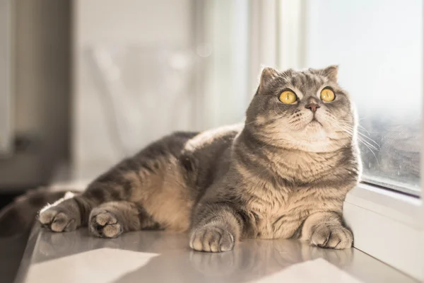 Niedliche schottische Falte graue Katze — Stockfoto