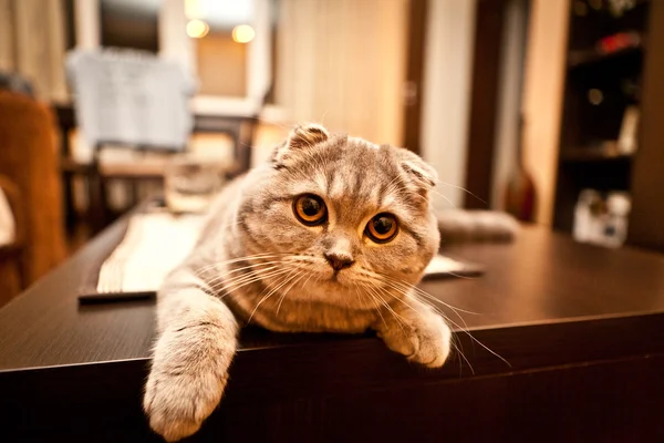 귀여운 스코티시 폴드 회색 고양이 — 스톡 사진