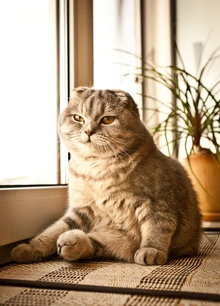 Χαριτωμένο γάτα Σκωτικής Διπλώνετε γκρι — Φωτογραφία Αρχείου