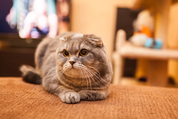 Симпатичная шотландская кошка — стоковое фото