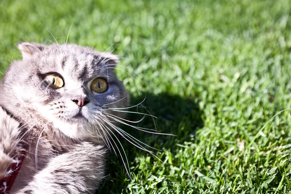 Gato pliegue escocés — Foto de Stock