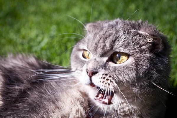 Escocês gato dobrável — Fotografia de Stock