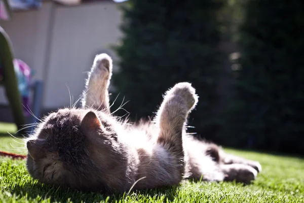 Gato pliegue escocés — Foto de Stock