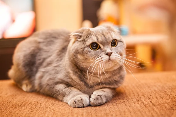 Aranyos skót Fold szürke macska — Stock Fotó