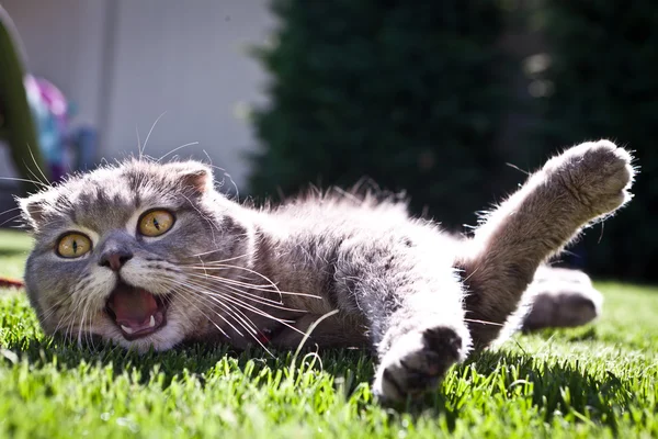 Chat pliant écossais — Photo