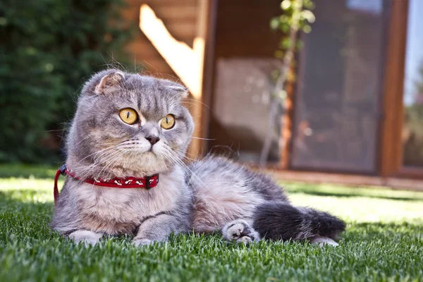 Schottische Faltenkatze — Stockfoto