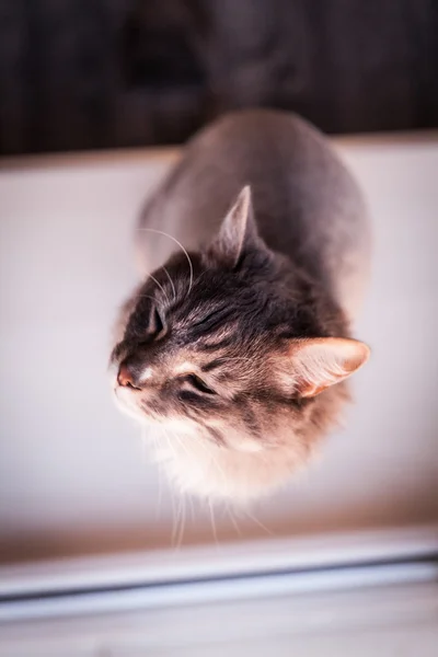 Gato florestal norueguês na natureza — Fotografia de Stock