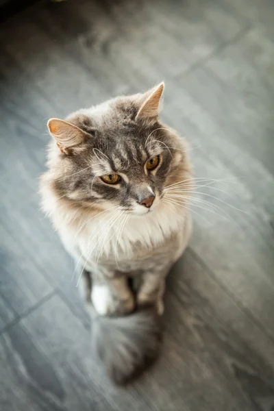 Norwegische Waldkatze in der Natur — Stockfoto