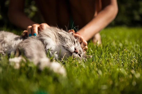 自然の中のノルウェーの森林猫 — ストック写真