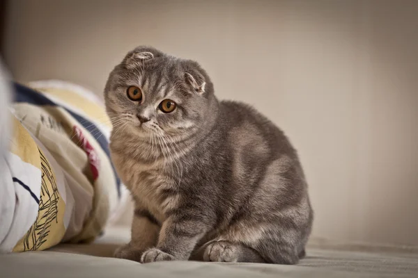 Muito engraçado Scottish Fold gatinho Imagem De Stock