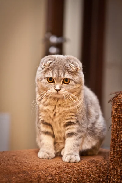 Muito engraçado Scottish Fold gatinho Fotografias De Stock Royalty-Free
