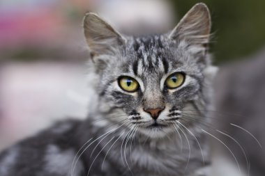 Doğada yerli kedi