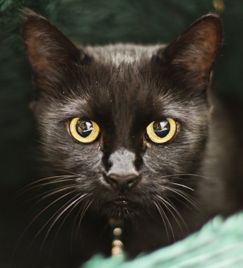 Kara kedi yakın çekim