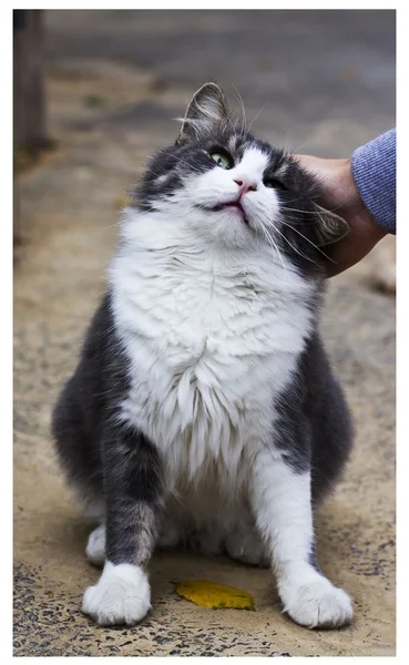 Hauskatze in der Natur — Stockfoto