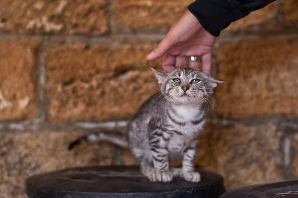 Piccolo gattino carino — Foto Stock