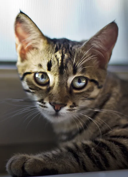 Gatto domestico in natura — Foto Stock