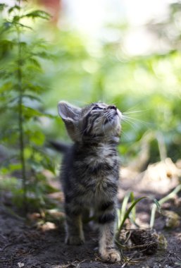 Doğada yerli kedi