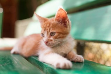sevimli küçük redhead kedi yeşil bir bankta