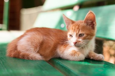 sevimli küçük redhead kedi yeşil bir bankta