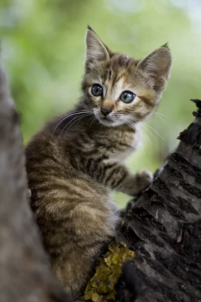 Gato doméstico na natureza — Fotografia de Stock