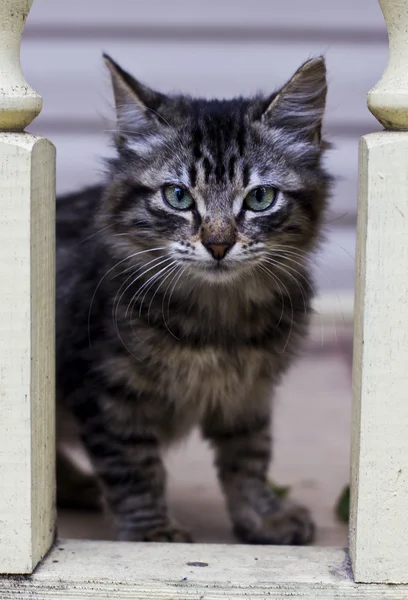 Gato doméstico na natureza — Fotografia de Stock