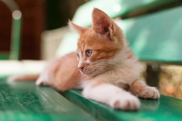 Gatinho ruivo pequeno bonito em um banco verde — Fotografia de Stock