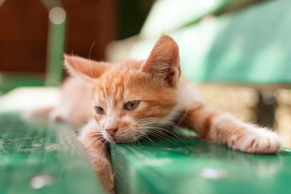 Gatinho ruivo pequeno bonito em um banco verde — Fotografia de Stock