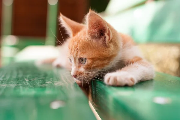 Ładny mały rudy kotek na zielonej ławce — Zdjęcie stockowe