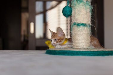 sevimli küçük redhead kedi yavrusu bir yay ile