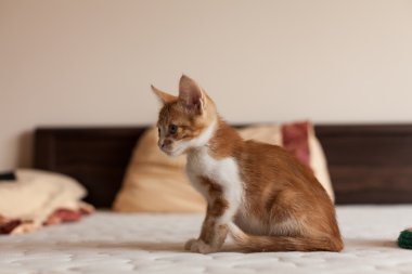 Şirin ve küçük Kızıl saçlı Kitty