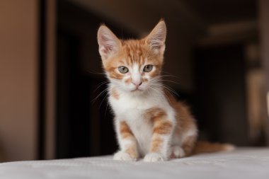 Şirin ve küçük Kızıl saçlı Kitty