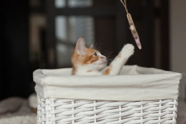 Cute little redhead kitten in a basket — Stock Photo, Image