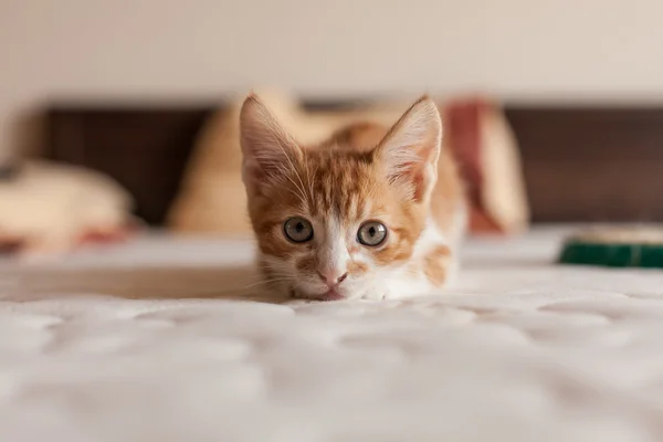 Schattig en kleine roodharige Kitty — Stockfoto