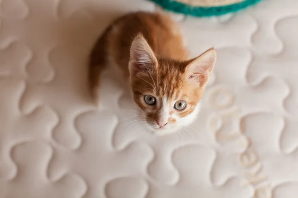 Mignon et petite rousse Kitty — Photo