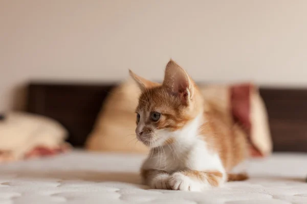 Niedlich und kleine rothaarige Miezekatze — Stockfoto