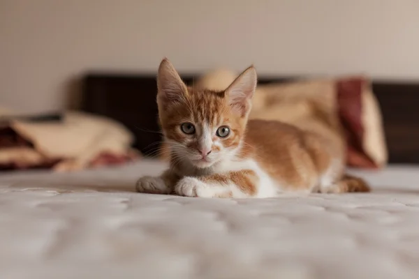 Bonito e pequeno ruiva Kitty — Fotografia de Stock