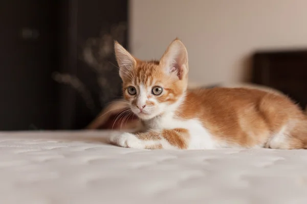 Ładny i mały rudy kotek — Zdjęcie stockowe