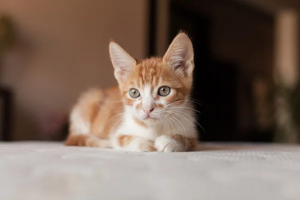 Bonito e pequeno ruiva Kitty — Fotografia de Stock