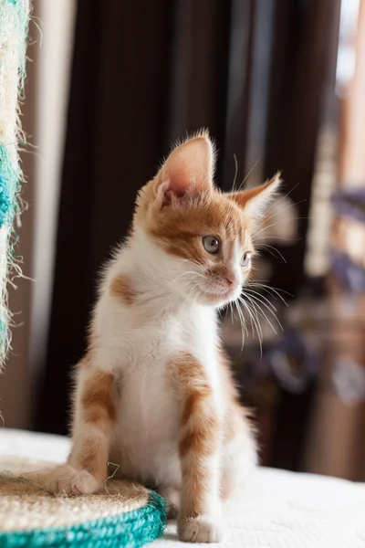 Uroczy rudzielec kotek zwiedzania świata — Zdjęcie stockowe